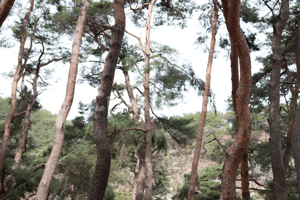 나무,숲,forest,우거진,울창한,빽빽한,숲속,식물,자연,풍경,자연,풍경,nature,landscape,식물,plants,나무,trees,wood,plant,tree,tree trunk,나무 줄기