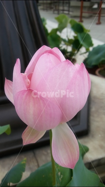 홍콩,연꽃정원,꽃,연꽃,아름다움,식물,자연,plants,nature,꽃,flower