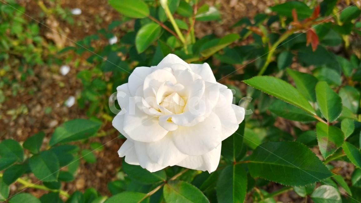식물,flower,꽃,rose,장미,식물,자연,plants,nature,꽃,flower