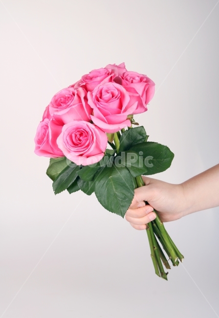 장미,이벤트,선물,사랑,연인,분홍,핑크,빨강,레드,컨셉,콘셉,하트,식물,자연,다울,발렌타인데이,화이트데이,성년의날,식물,자연,plants,nature,꽃,flower,기념일,축하,anniversary,congratulation,celebrate,celebration,연출,컨셉,콘셉,direction,concept,누끼,remove background