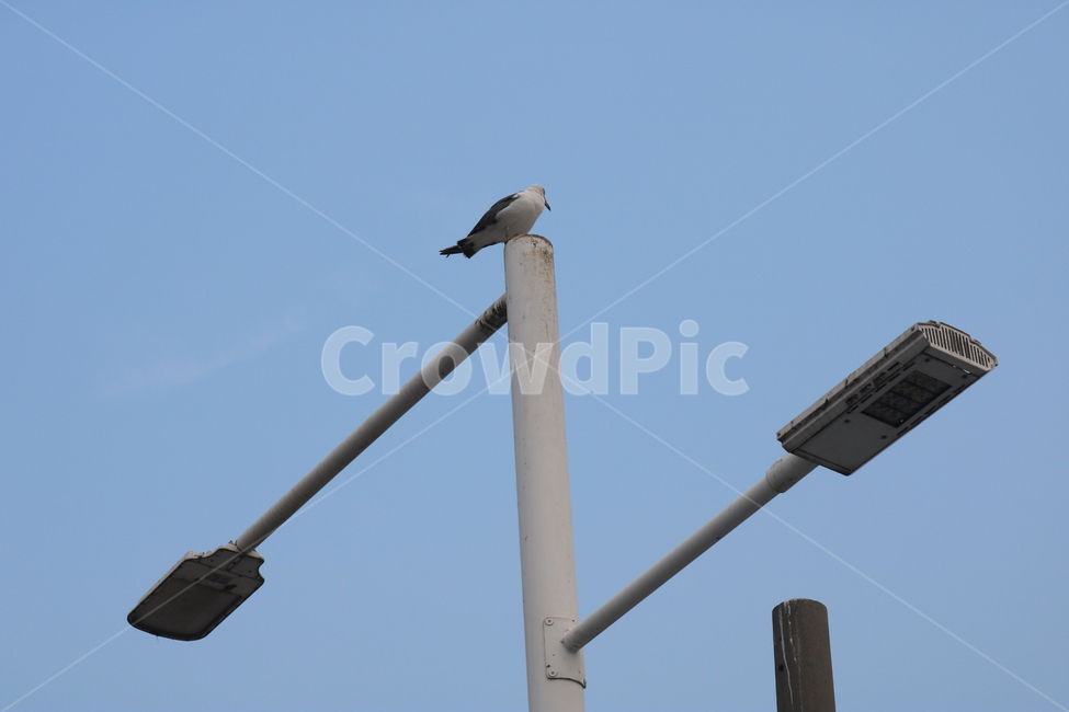 자연,갈매기,새,전봇대,bird,저녁