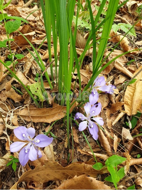 식물,plant,꽃,blossom,flower,아이리스,iris,연보라,창포,붓꽃,가녀린