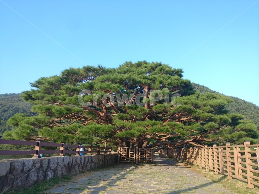 나무,nature,자연,법기수원지,부산,식물,자연,plants,nature,나무,trees,wood