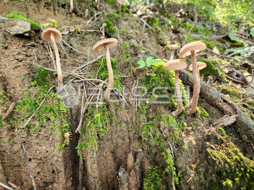 밀꽃애기버섯,꽃애기버섯속,버섯,예쁜버섯,여름버섯