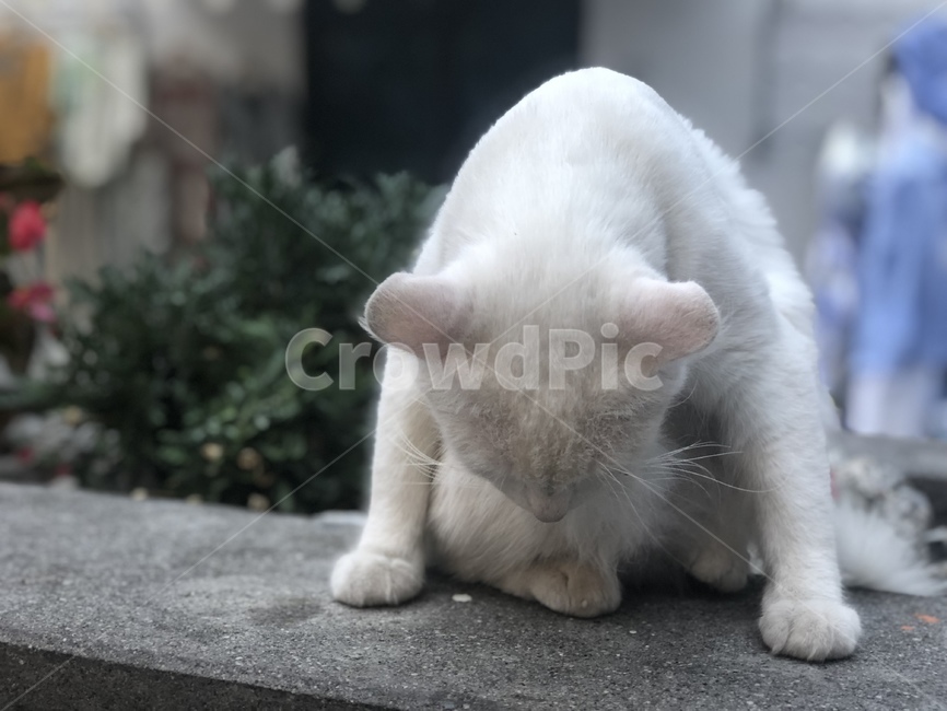 고양이,길고양이,흰고양이,동물,cat,streetcat,whitecat,animal