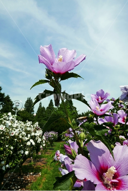 background,바탕,배경,배경이미지,백그라운드,이미지,컨셉,오브젝트,아시아,대한민국,한국,동양,꽃,꽃밭,꽃잎,무궁화,무궁화꽃,나라꽃,국화,개화,식물,풀,야외,실외,풍경,경치,오후,낮,맑은,화창한,날씨,아름다운,예쁜,화사한,분홍,분홍색,분홍꽃,꽃가루,애국,만세,삼일절,광복절,개천절,6월,여름,보훈,한글,한국화,태극,잎,이파리,초록,녹색,초록색,공원,정원,무궁화공원,부산,대연식물원,하늘,푸른하늘,구름,식물,자연,plants,nature,꽃,flower