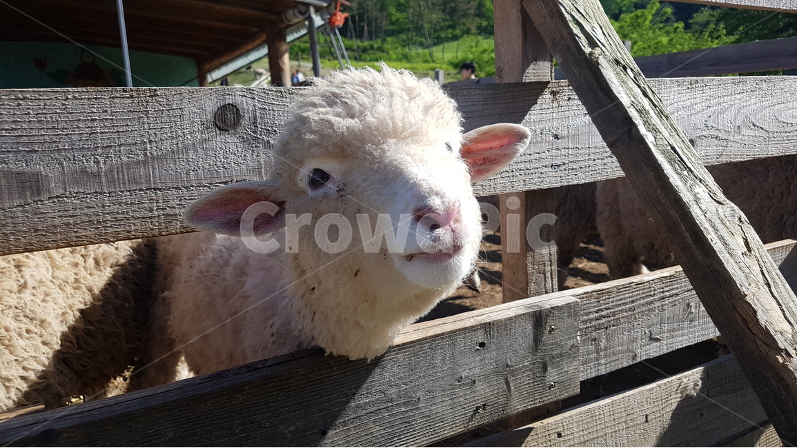 양,동물,목장,양털,어린양,동물원,sheep,farm,animal,동물,animal,포유류,mammal