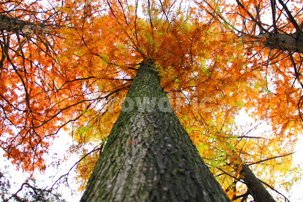가을,계절,나무,식물,풍경,가을,계절,fall,autumn,season,나무,trees,wood,tree,plant,tree trunk,나무 줄기
