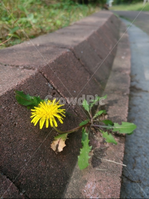 길,민들레,꽃,화단,봄