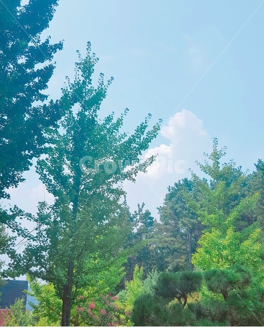 풍경,하늘,구름,배경,나무,cloud,sky,tree