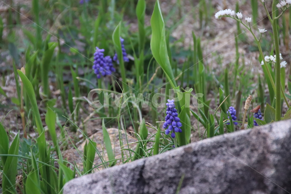 무스카리꽃,꽃,자연,봄,풍경,봄,계절,spring,season,식물,자연,plants,nature,꽃,flower,plant,blossom