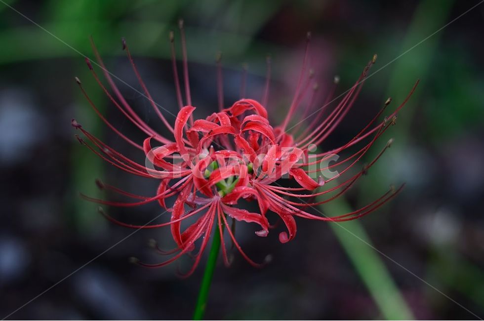 상사화,plant,식물,꽃,flower,가을,식물,자연,plants,nature,꽃,flower