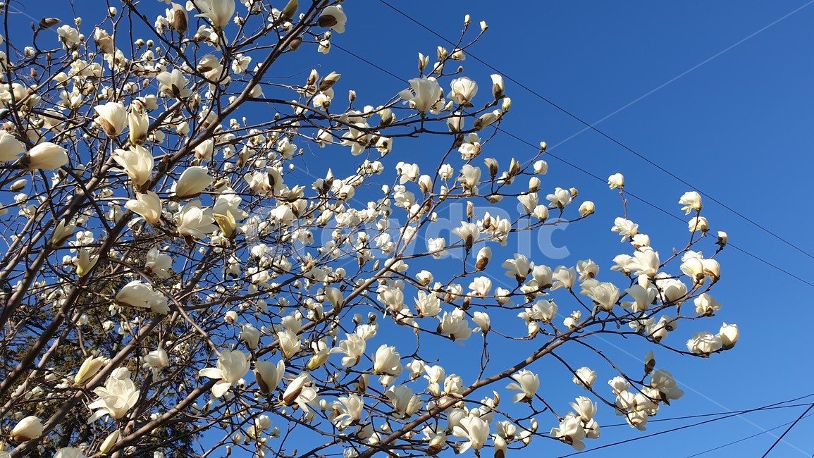 봄꽃,목련꽃,꽃,나무,tree