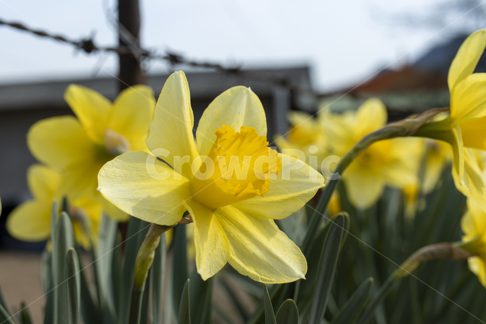 수선화,노랑색,노랑,녹색,자연,꽃,flower,식물,plant,줄기,꽃잎,봄꽃,노랑꽃