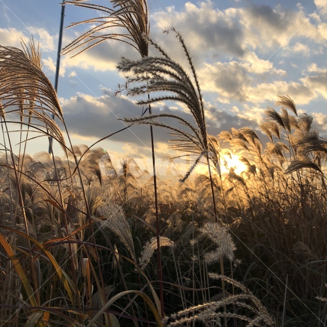 자연,억새,가을,햇빛,하늘,가을,계절,fall,autumn,season,식물,자연,plants,nature,grass,잔디,plant,lawn,reed,갈대