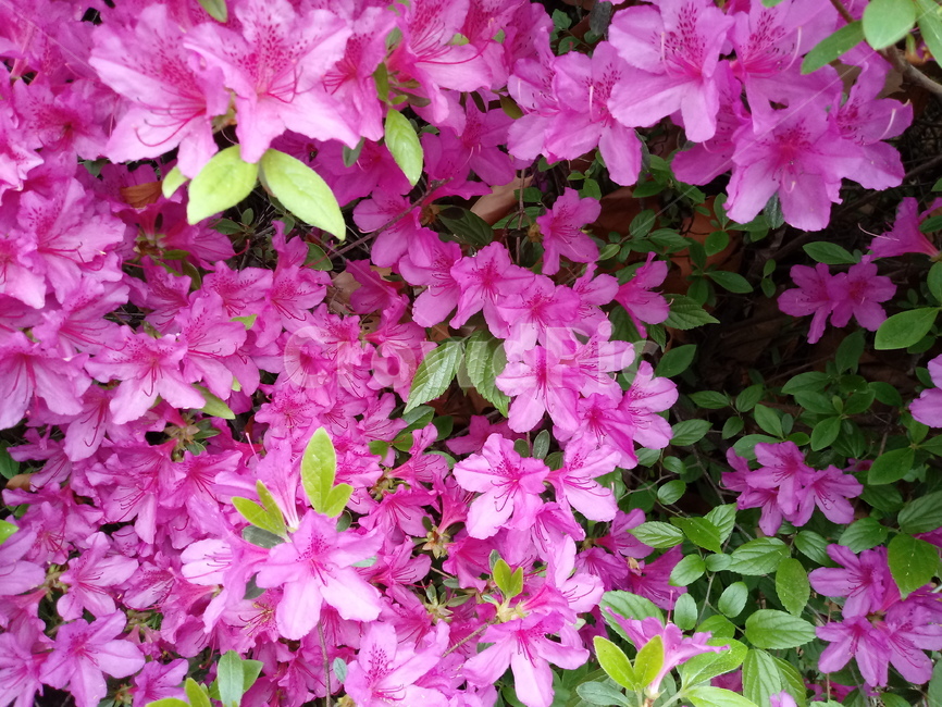 철쭉,smilerosebay,진달래과,식물,봄꽃,개꽃나무,springseasonflower,척촉화,낙엽관목,관상용