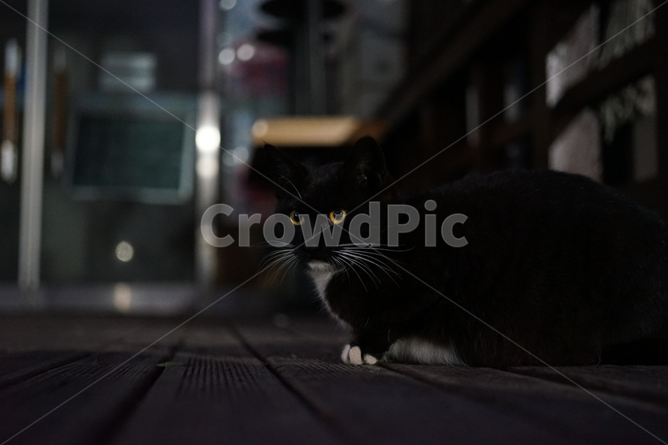 animal,동물,mammal,포유류,cat,고양이,pet,길냥이,동물,animal,포유류,mammal,고양이,cat,kitten,kitty