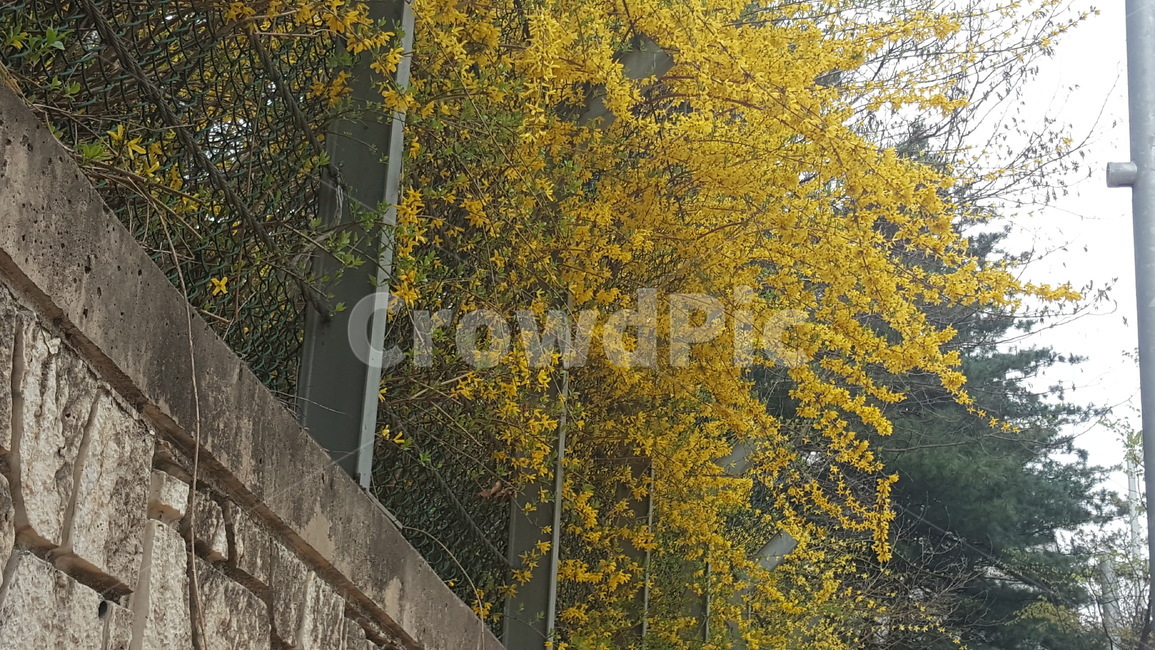 개나리,봄,봄꽃,식물,노란색