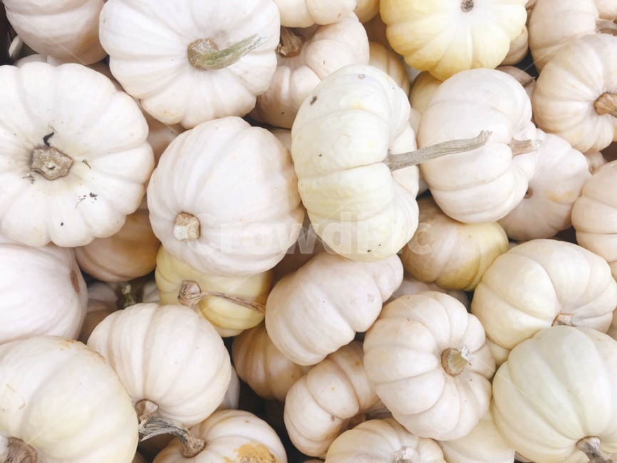 할로윈,미니호박,하얀호박,미국호박,pumpkin,littlepumpkin,채소,음식,식재료,요리,food,cook,meal,dishes,food reserves,채소,야채,vegetables