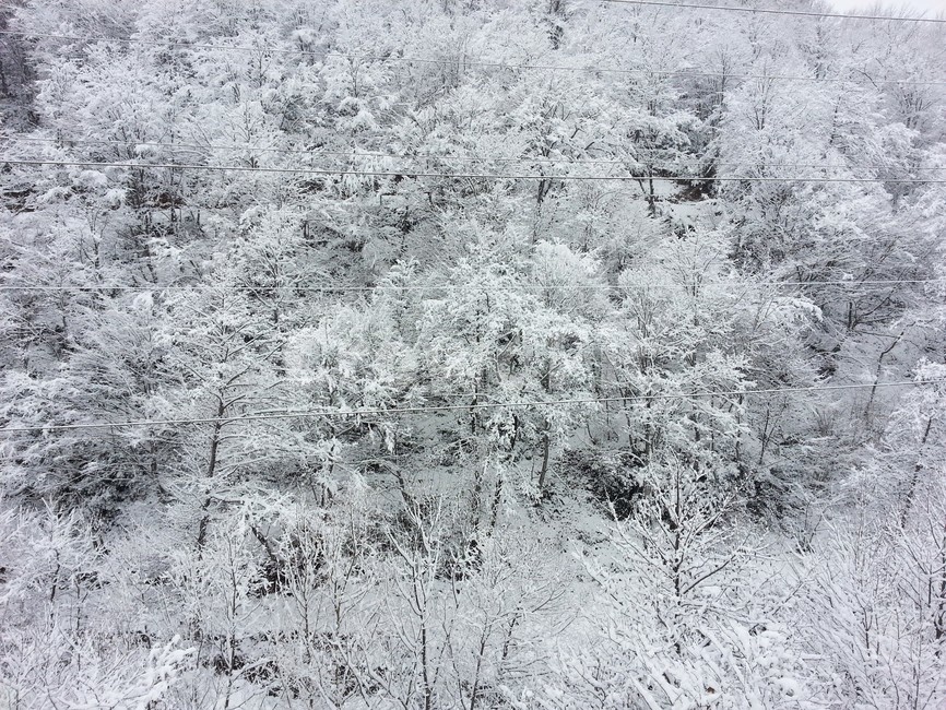 눈,설경,겨울,눈덮인나무,눈꽃,자연,겨울,계절,winter,season,자연,풍경,nature,landscape,outdoors,옥외,snow