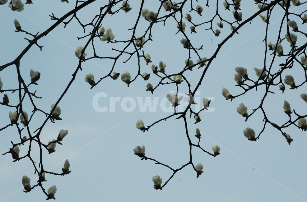 목련,백목련,kobusmagnolia,토종목련,꽃,식물,자연,plants,nature,꽃,flower