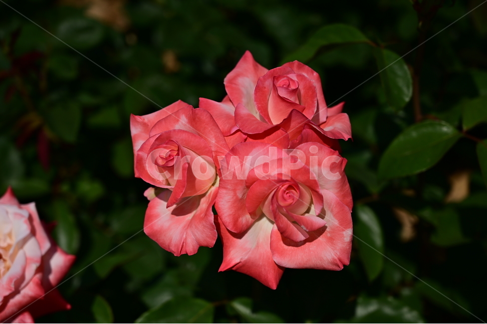 장미,rose,꽃,flower,식물,장미광장