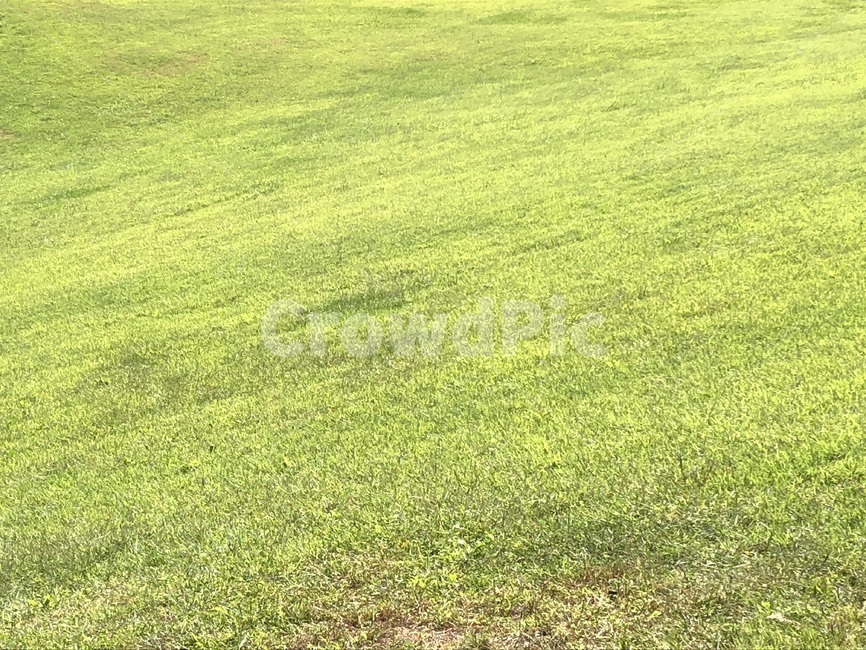 풀,잔디,초록,녹색,파릇,식물,자연,plants,nature