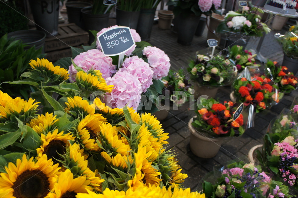 수국,해바라기,꽃,꽃시장,flower,sunflower,hydrangea,꽃화분,flowers,꽃,flower,실내용화초,화분,화초,house plant