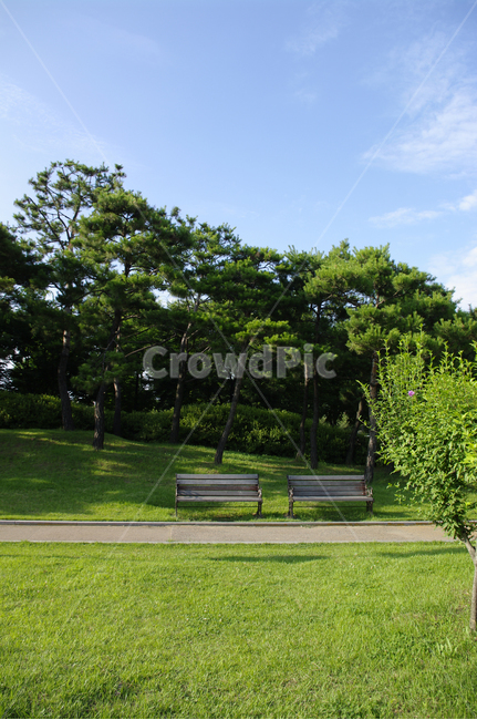 소나무,식물,신록,나무,의자,초록,자연,풍경,nature,landscape,plant,grass,잔디,bench,벤치