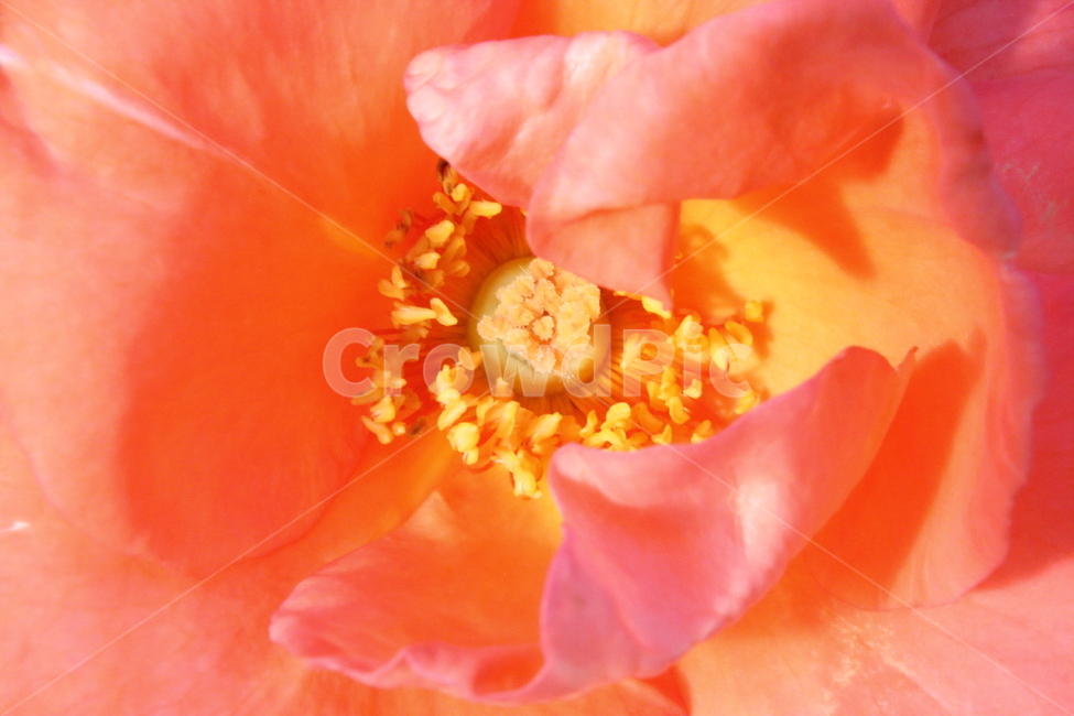 장미,꽃,식물,정원수,rose,식물,자연,plants,nature,꽃,flower