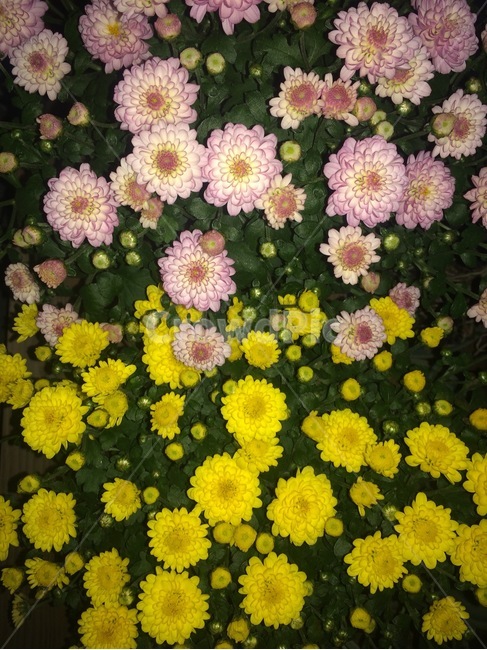 꽃,자연,식물,nature,flower