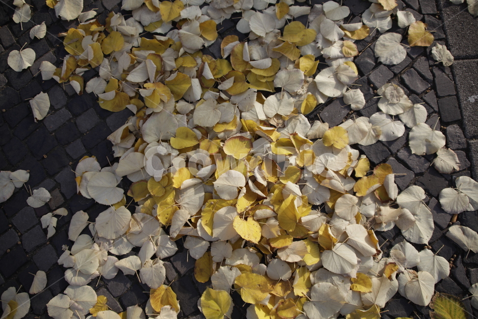 가을,단풍,길,노란,낙엽,분위기,가을,계절,fall,autumn,season,leaf,잎,plant,식물,ground,바닥,flower,꽃,blossom,petal,꽃잎