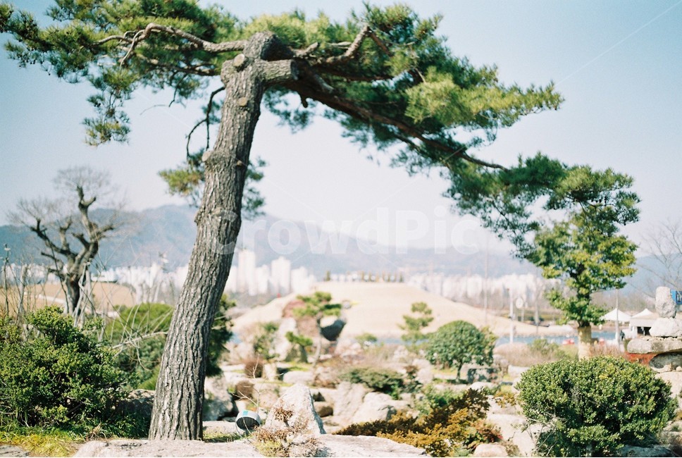 순천만국가정원,순천,겨울,필름카메라,나무,소나무