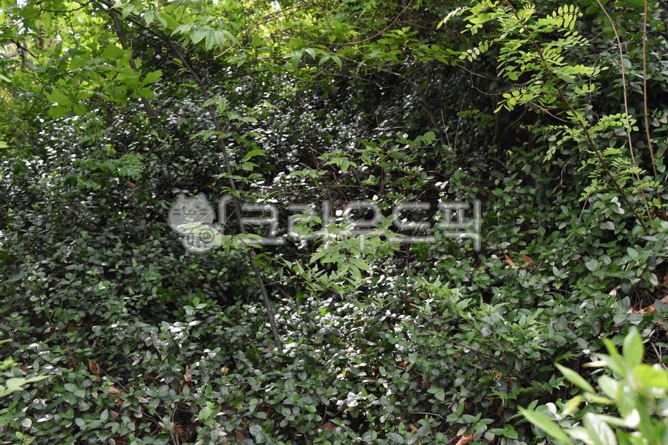 풀, 숲, 풀숲, 자연, 산, 사진,이미지,일러스트,캘리그라피 - nuee작가