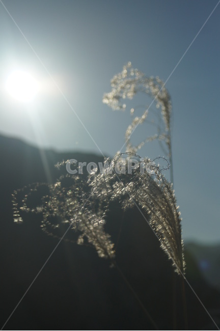 autumn,grass,잔디,plant,flare,플레어,light,빛,식물,자연,plants,nature