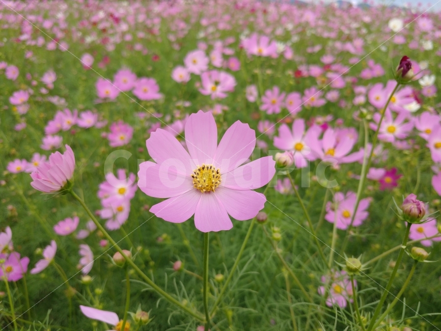 가을,코스모스,꽃,commoncosmos,풍경,가을꽃,가을,계절,fall,autumn,season,식물,자연,plants,nature,꽃,flower,plant