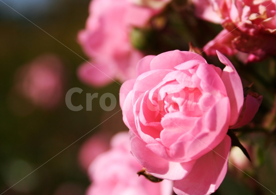 외국,꽃,접사,핑크,핫핑크,식물,자연,맑음,햇살,식물,자연,plants,nature,꽃,flower,감성,sensible,feeling,색깔,색상,색채,색감,color sense,color sensitivity,feeling of color