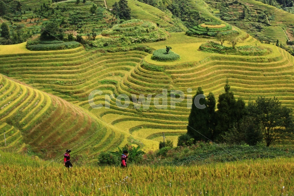 nature,자연,outdoors,옥외,scenery,풍경,field,landscape,경치,들,중국,계림,금갱,금갱다랭이논,다랭이논,다락논,용척제전,농업,농사,경작,농경지,중국비경,농업,농사,agriculture,farming,farming industry