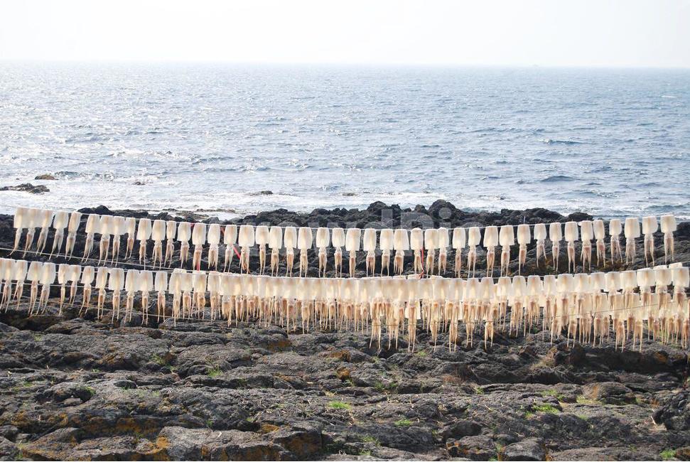 오징어,바다,제주도,건조,바람