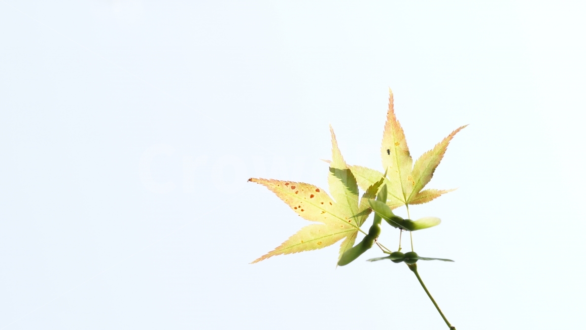 단풍잎,자연,풍경,나뭇잎,여백,느낌좋은,가을,계절,fall,autumn,season,식물,자연,plants,nature,누끼,remove background,plant,leaf,잎