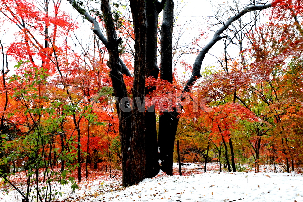 식물,나무,계절,겨울,풍경,겨울,계절,winter,season