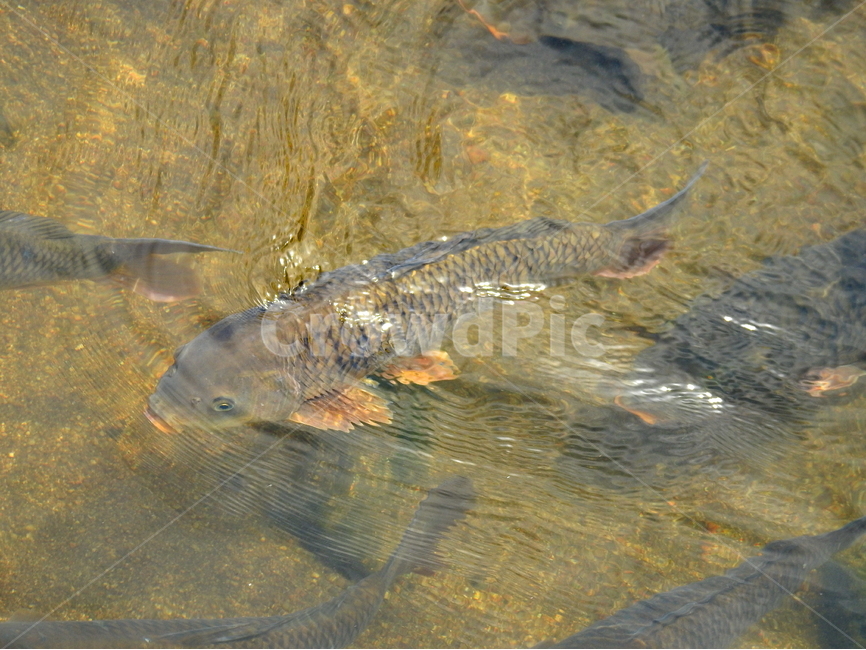 동물,물고기,강,호수,물,동물,animal,어류,물고기,fish