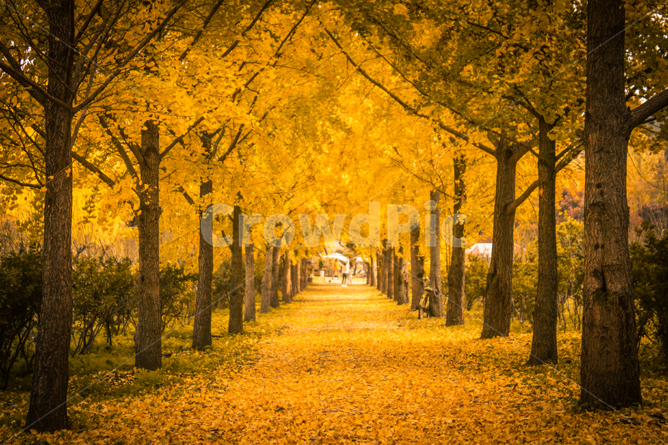 tree,leaf,road,ginkgo tree road,plant,maple,Garosugil,ginkgo,ginkgo tree,autumn,ginkgo leaf