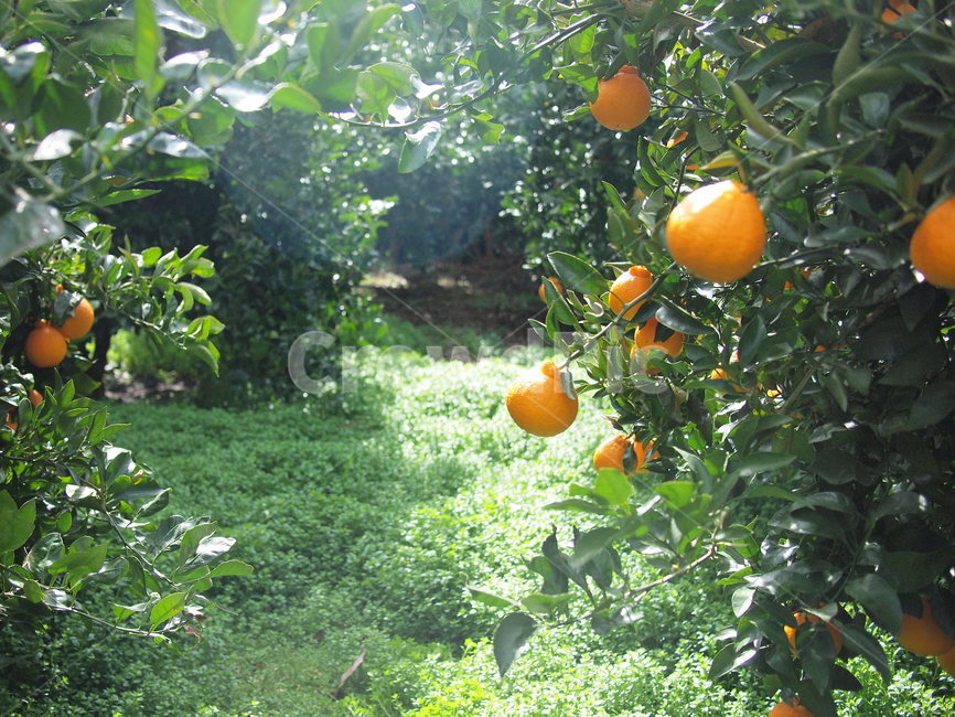 한라봉,농장,한라봉농장,햇살,jejuorange,hallabong,farm,sunshine,한라봉나무,나무,tree,제주도