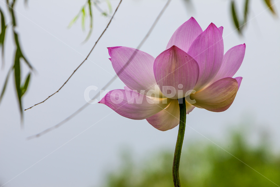 연꽃,청초,문양,무늬,자연,식물,자연,plants,nature,꽃,flower