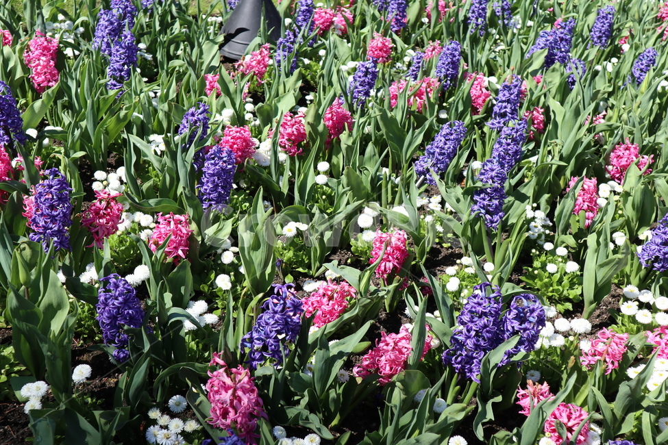 hyacinth,히야신스,히아신스,봄꽃,꽃밭,식물,자연,plants,nature,꽃,flower