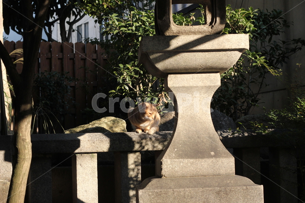 일본,여행,신사,담,고양이