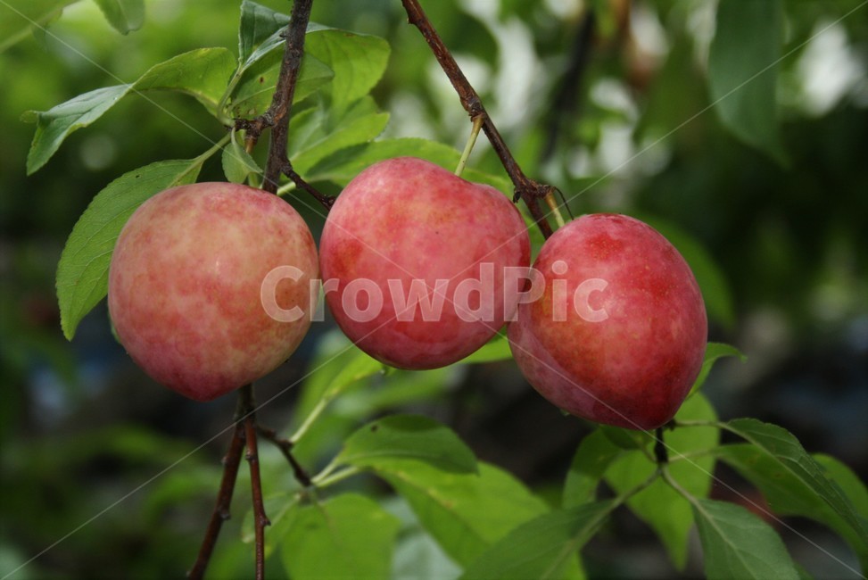 자두,자두나무열매,오얏,자도,과일,재배종,식물,자연,plants,nature,과일,열매,fruit