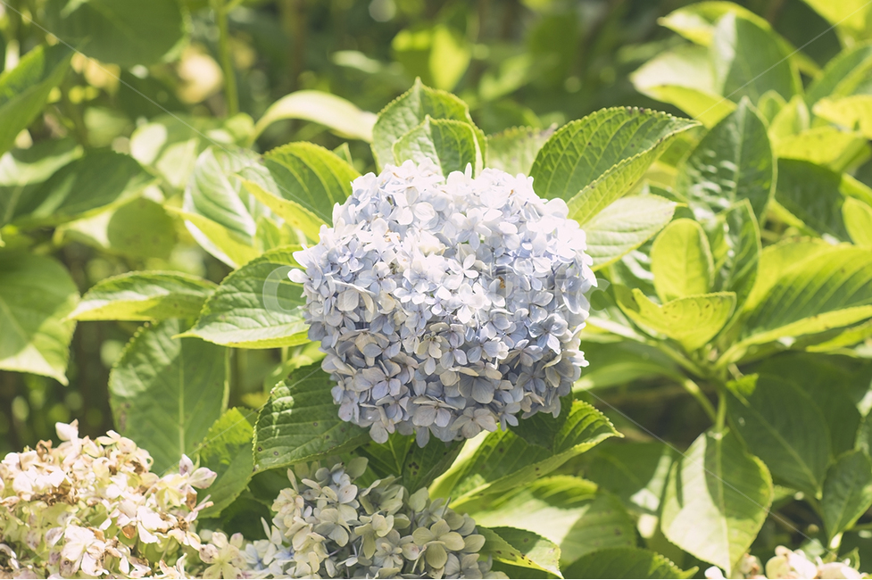수국,꽃,스냅,이국적,통영,통영사진,여행,여행사진,식물,자연,plants,nature,꽃,flower,휴식,힐링,rest,relaxation,healing