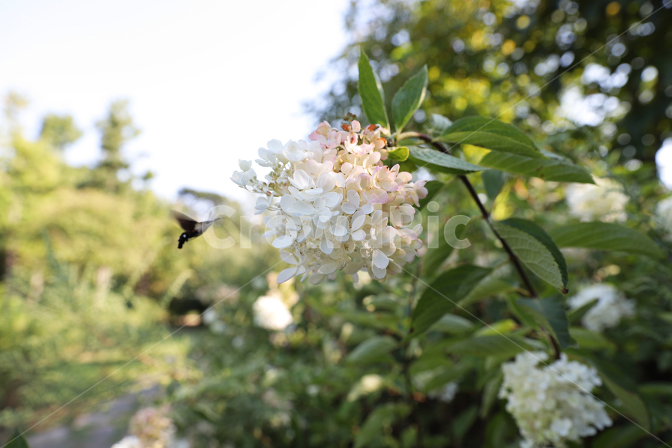 봄,자연,꽃,수목원,산,식물,자연,plants,nature,꽃,flower